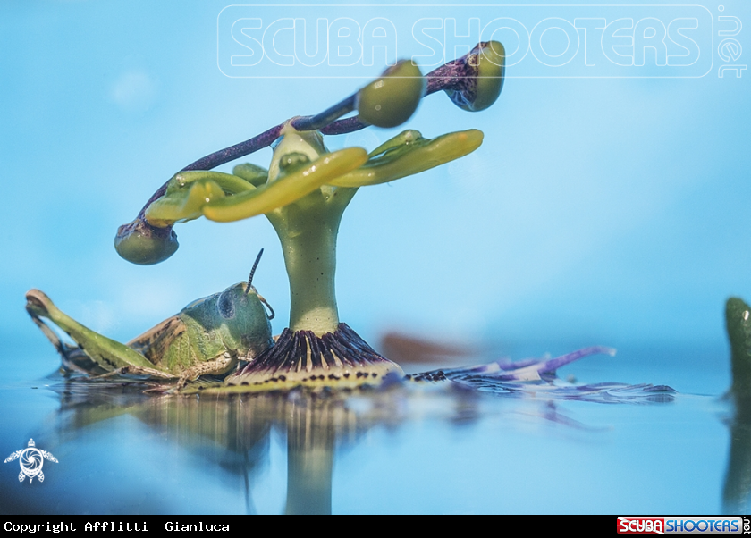 A on the water