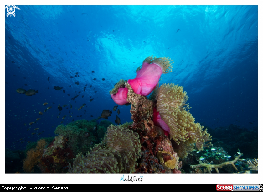 A Anemone down