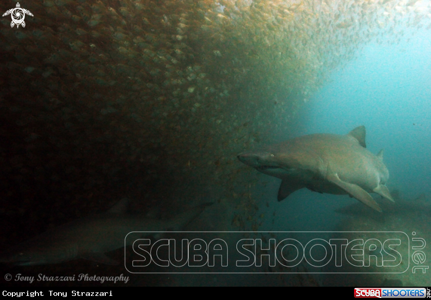 A Grey Nurse Shark