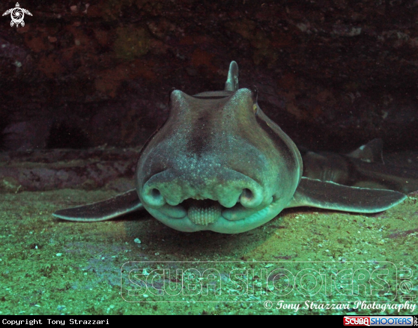 A Port Jackson Shark