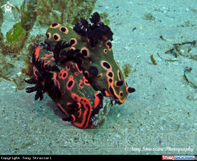 A Donut nembrotha