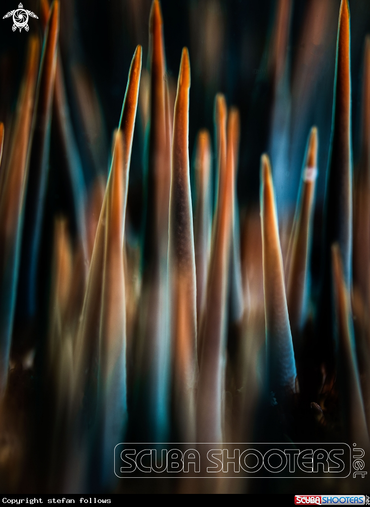 A Crown of Thorns