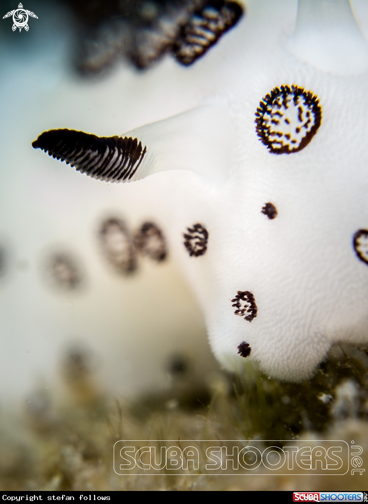A Nudibranch