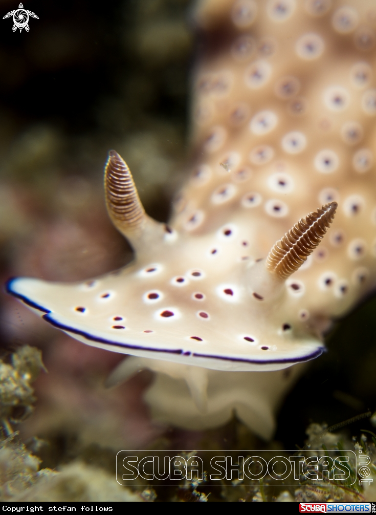 A Nudibranch