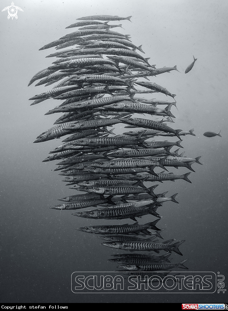 A Chevron Barracuda