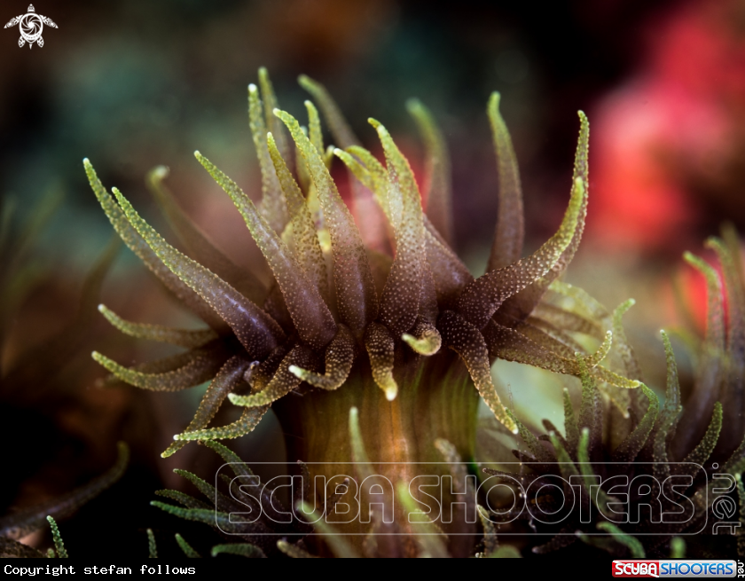 A Cup Coral