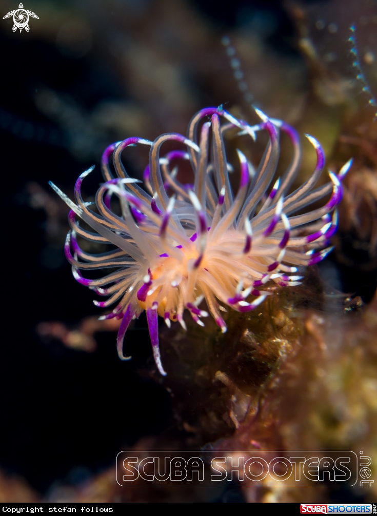 A Nudibranch