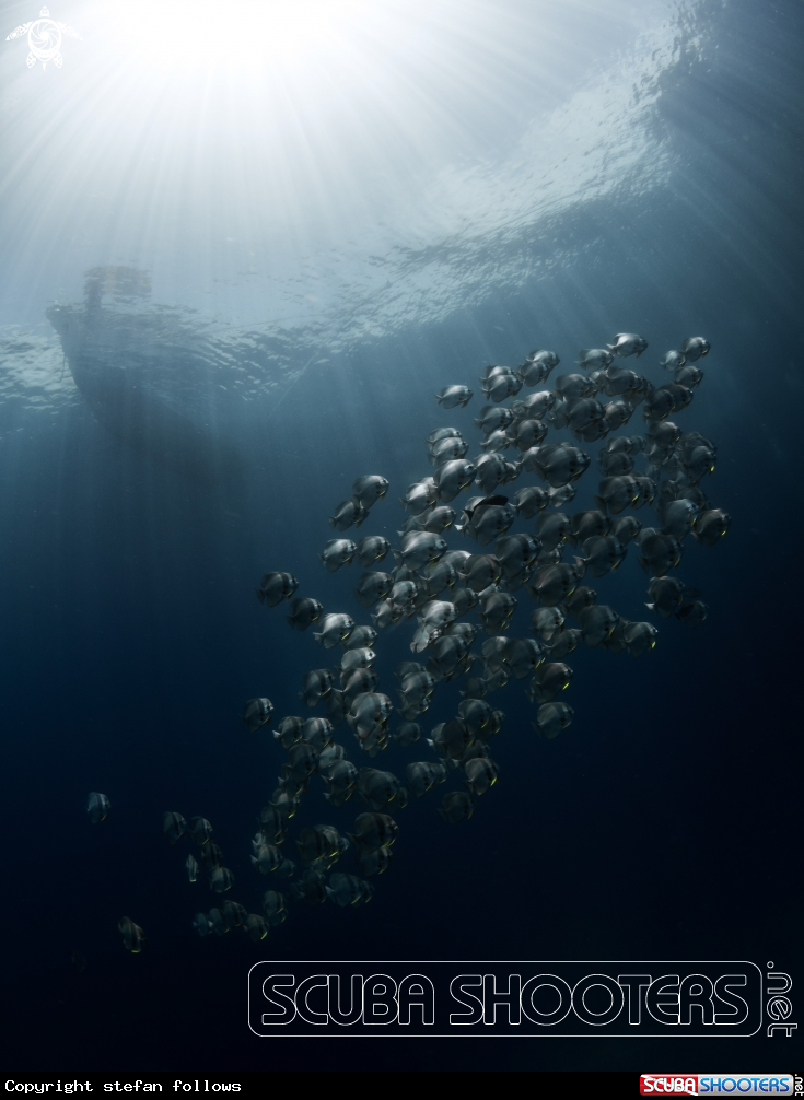 A Longfin Batfish