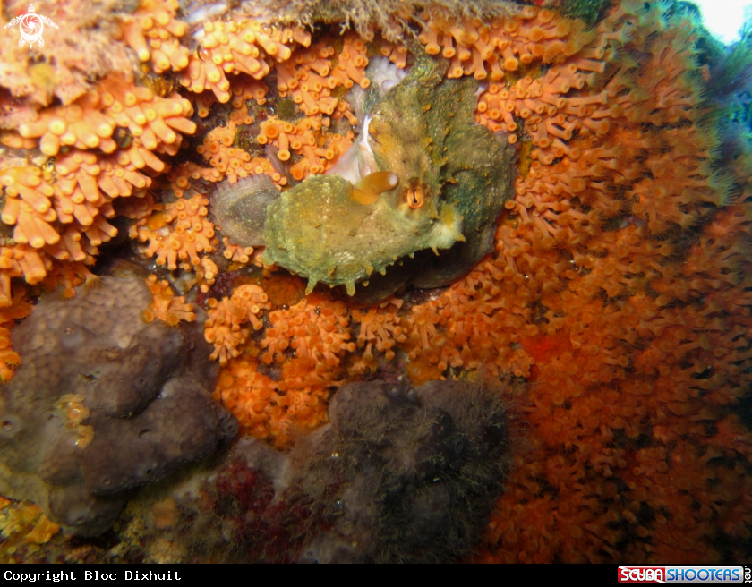 A Common octopus