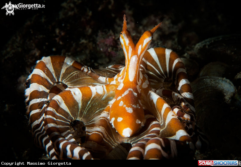 A Wunderpus photogenic