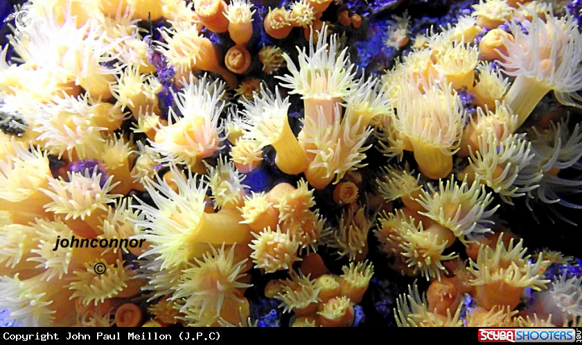 A corail jaune