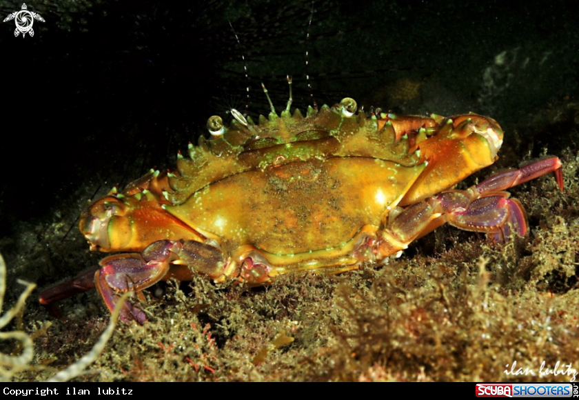 A crab