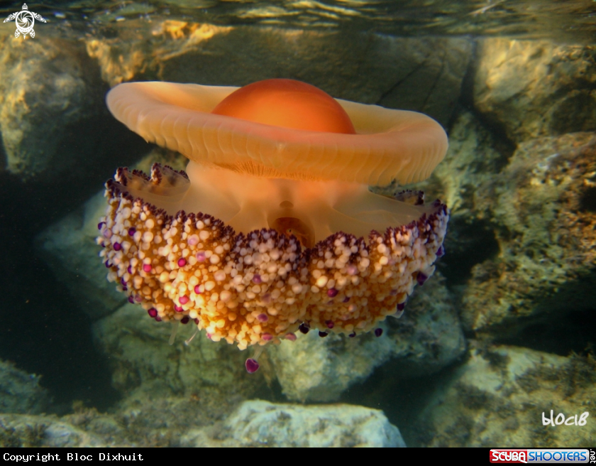 A Egg jellyfish 