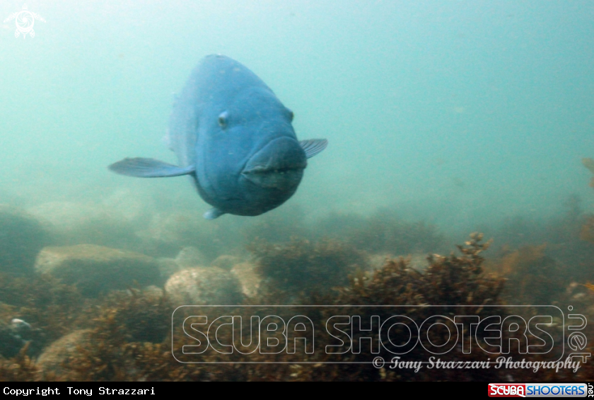 A Blue groper (Eastern blue wrasse)
