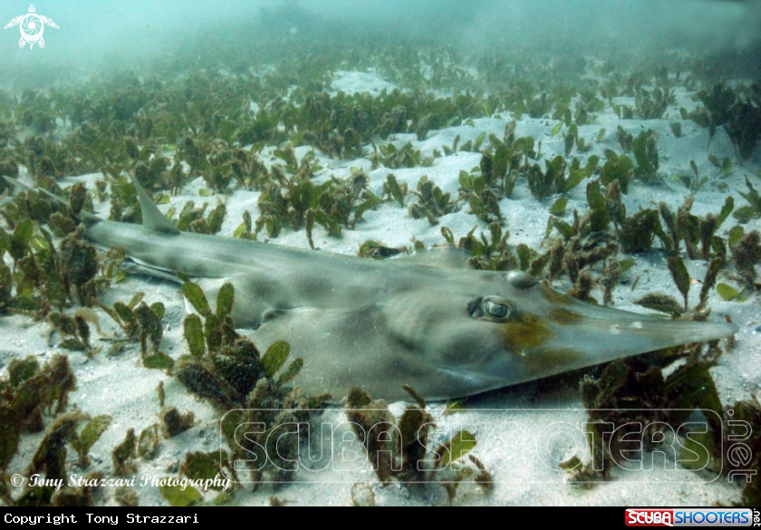 A Eastern Shovelnose Ray