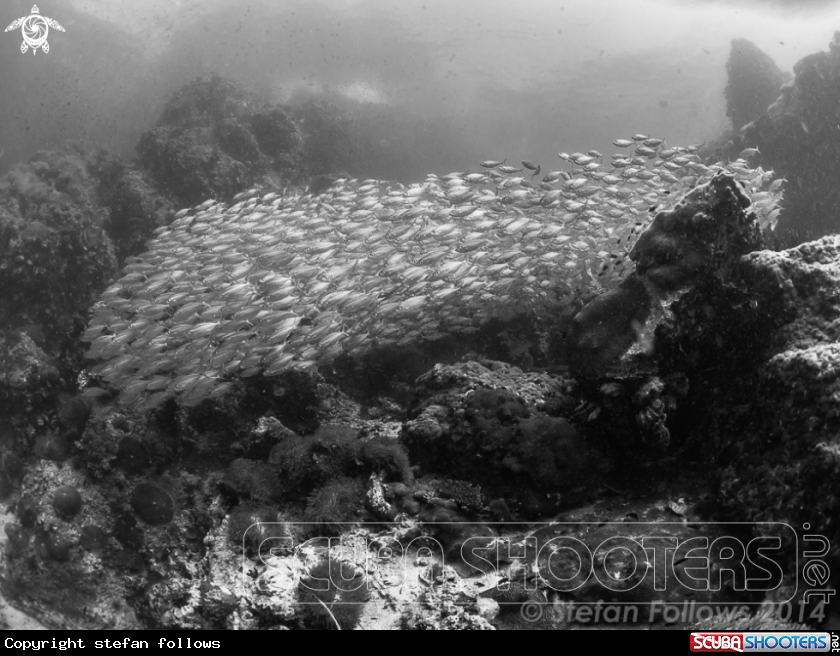 A Smoothtailed Trevally