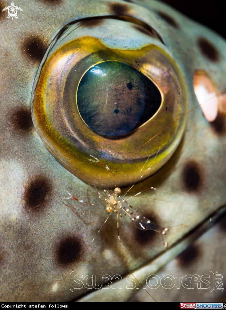 A Coral Grouper & Cleaner Shrimp