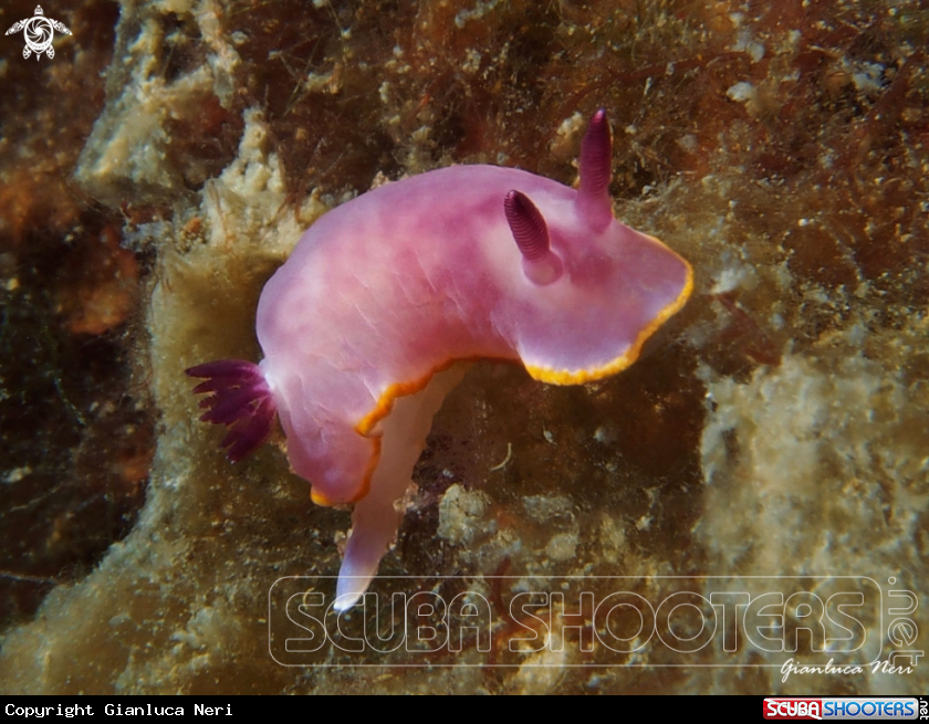 A Felimida purpurea