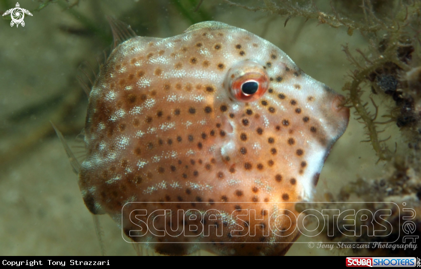A Pygmy leatherjacket