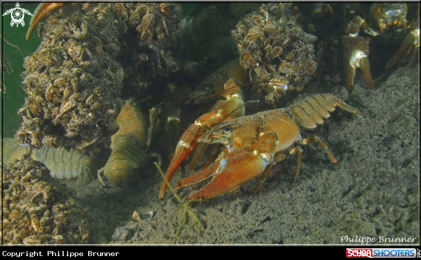 A Crayfish
