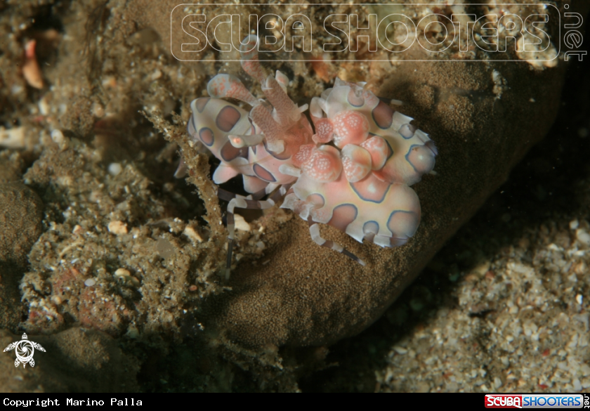 A Harlequin Shrimp
