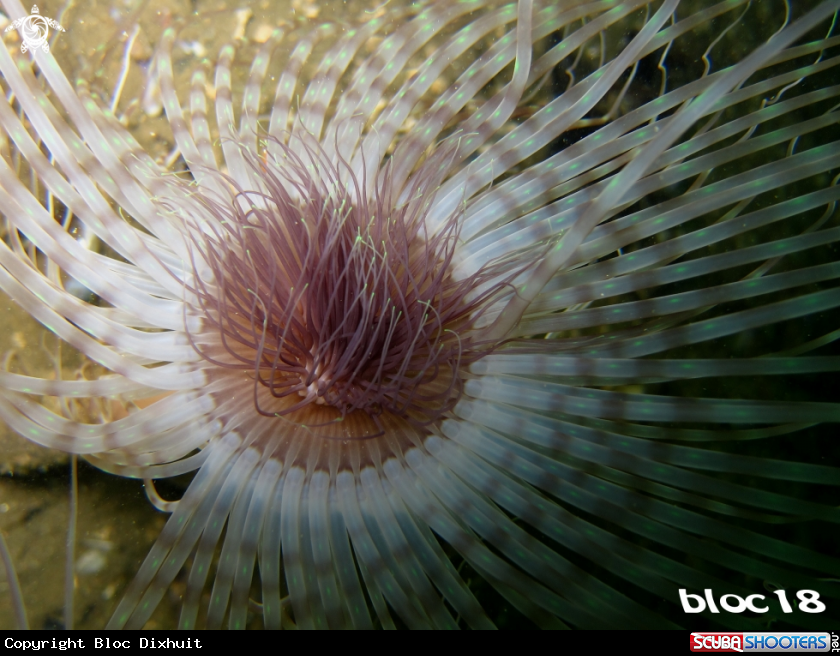 A tube anemone