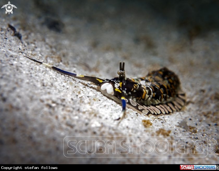 A Nudibranch