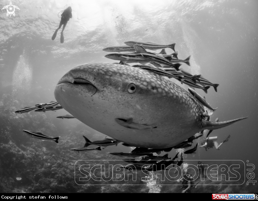 A Whale Shark