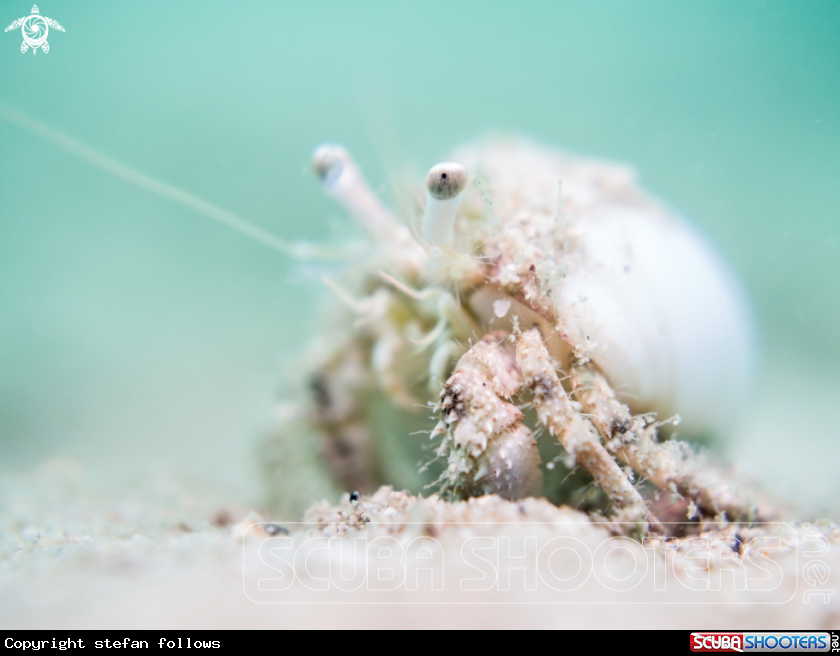 A Hermit Crab
