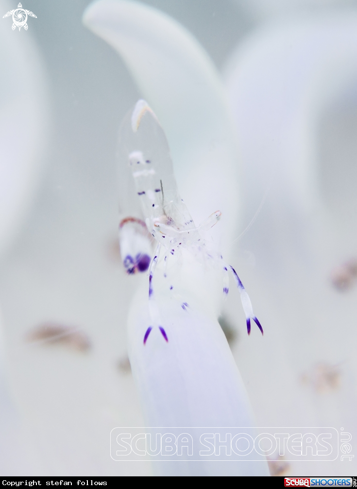 A Anemone Shrimp