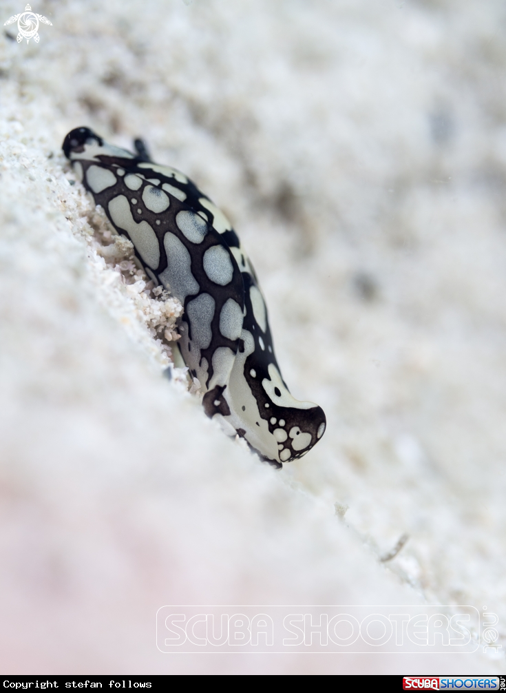 A Head Sheild Slug