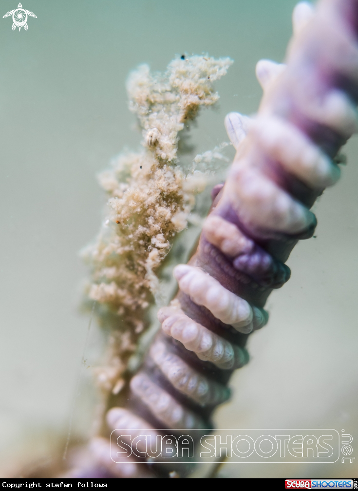 A Sea Pen Shrimp