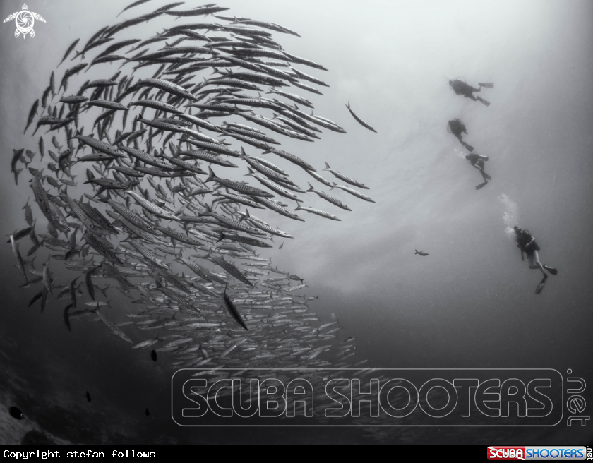 A Chevron Barracuda