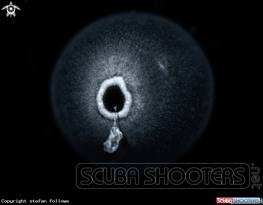 A Sea Urchin