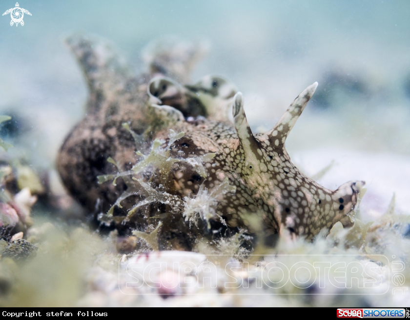 A Sea Hare