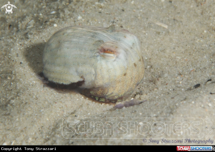 A Striped Pyjama Squid