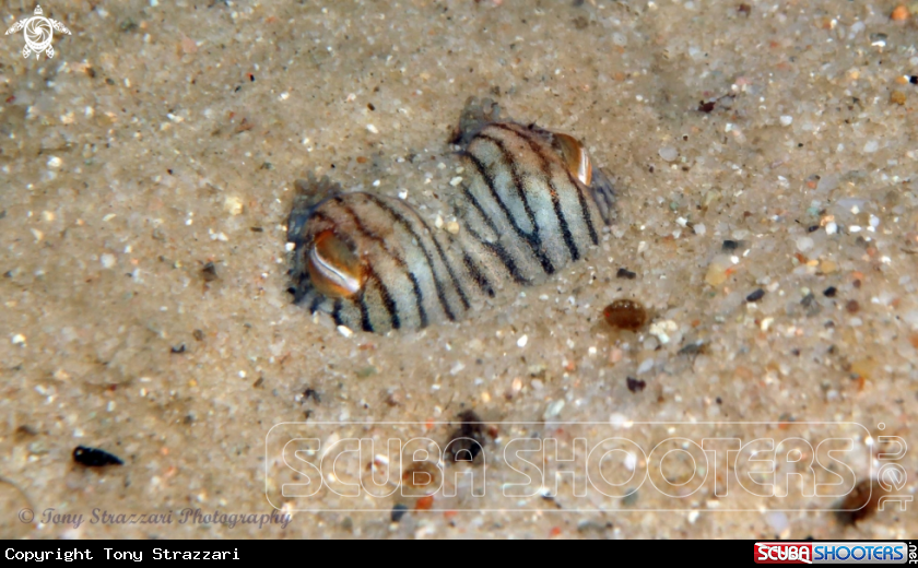 A Striped Pyjama Squid