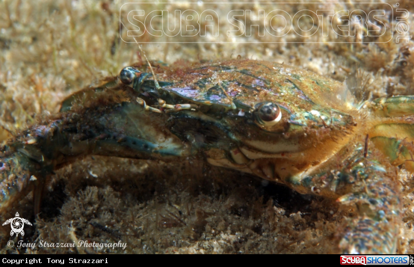 A Blue swimmer crab