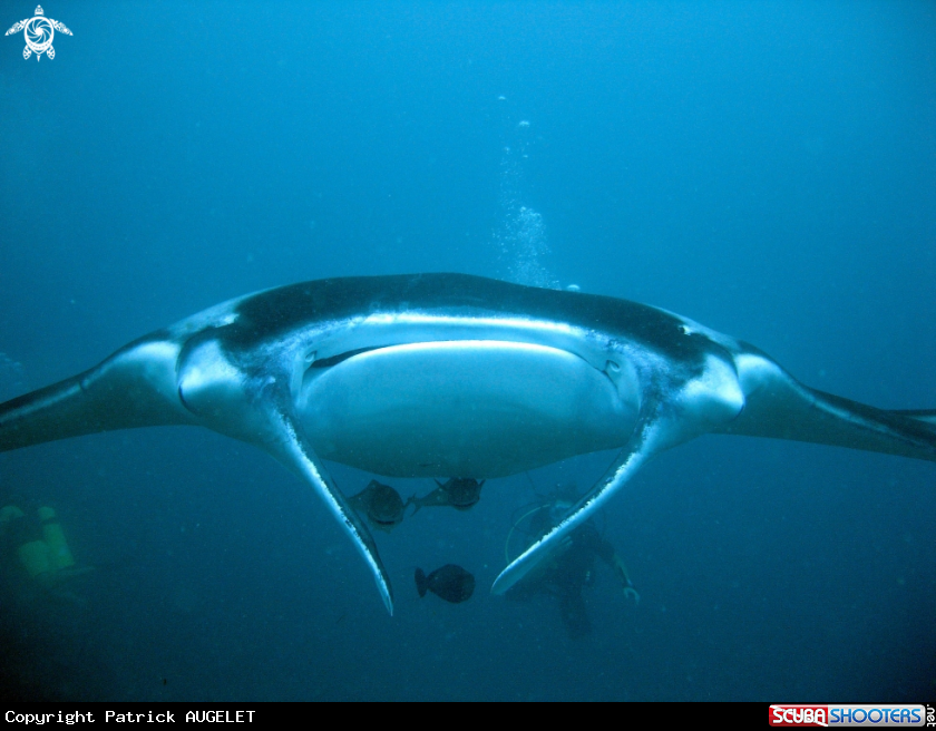 A mantas