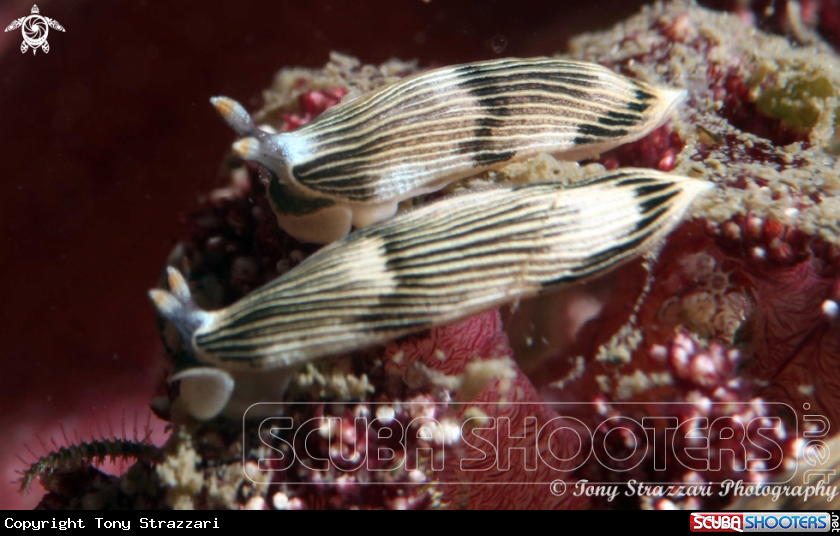 A Cauliflower Dermatobranchus