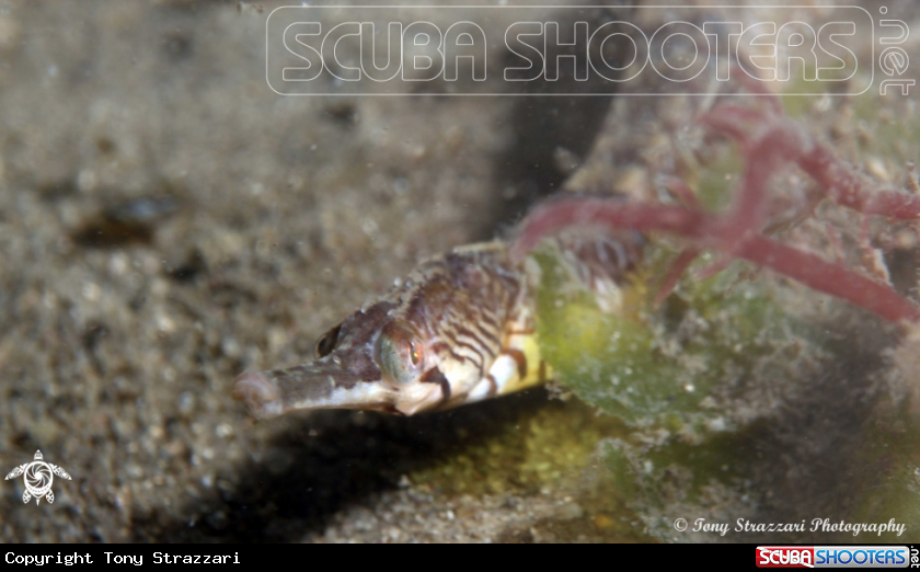 A Tiger pipefish
