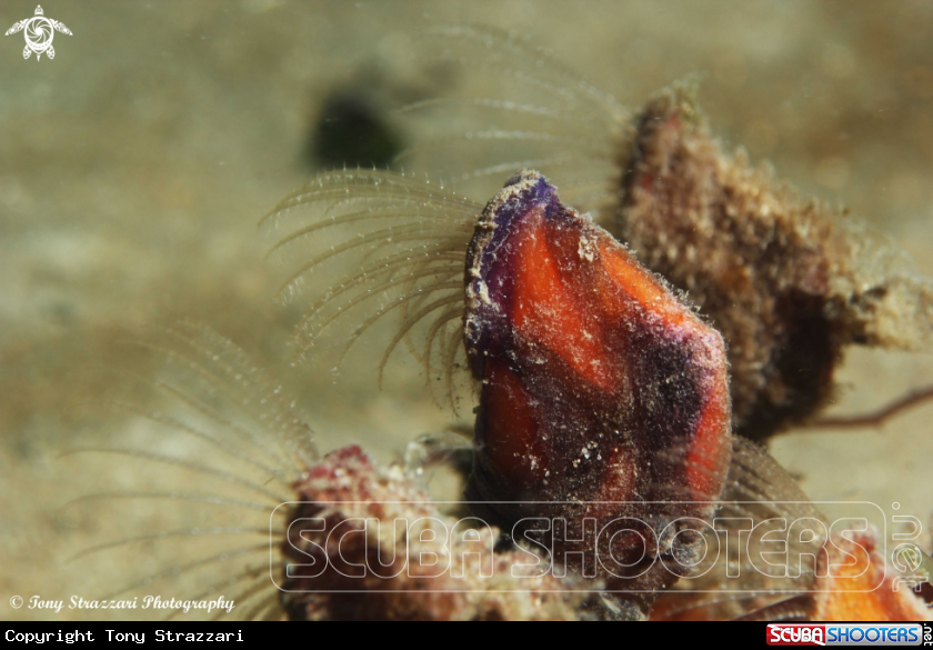 A Goose barnacle