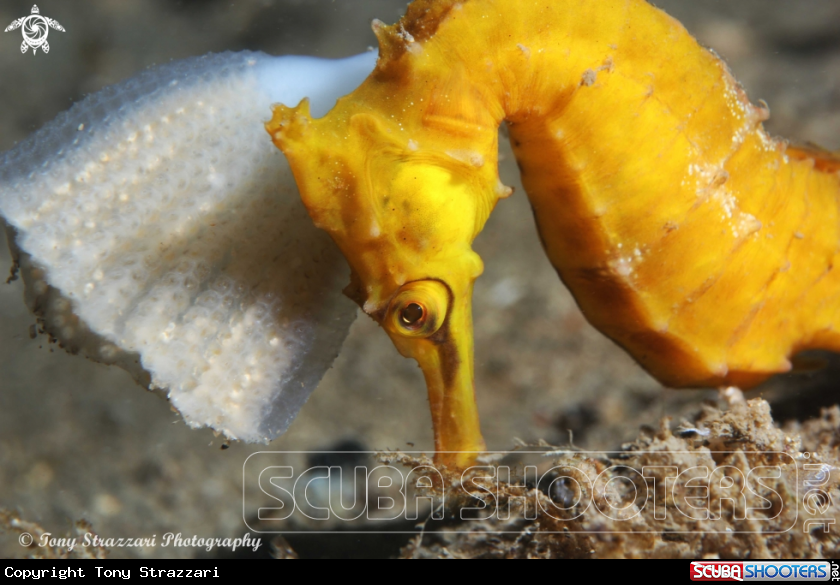 A White's seahorse