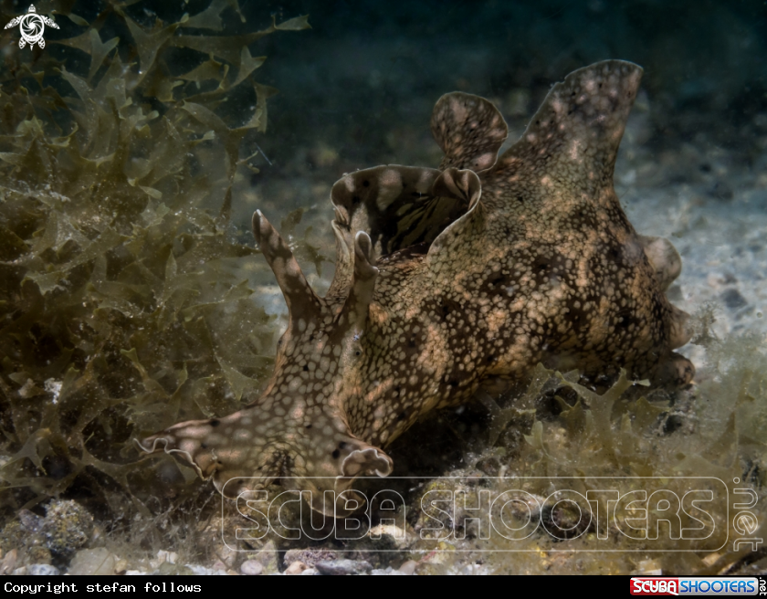A Sea Hare