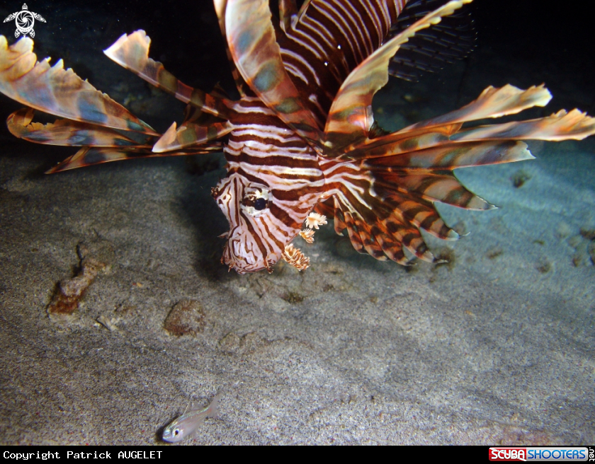 A lion fish