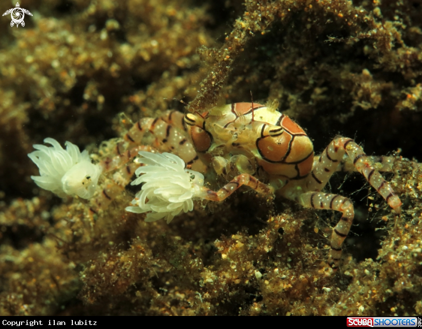 A crab