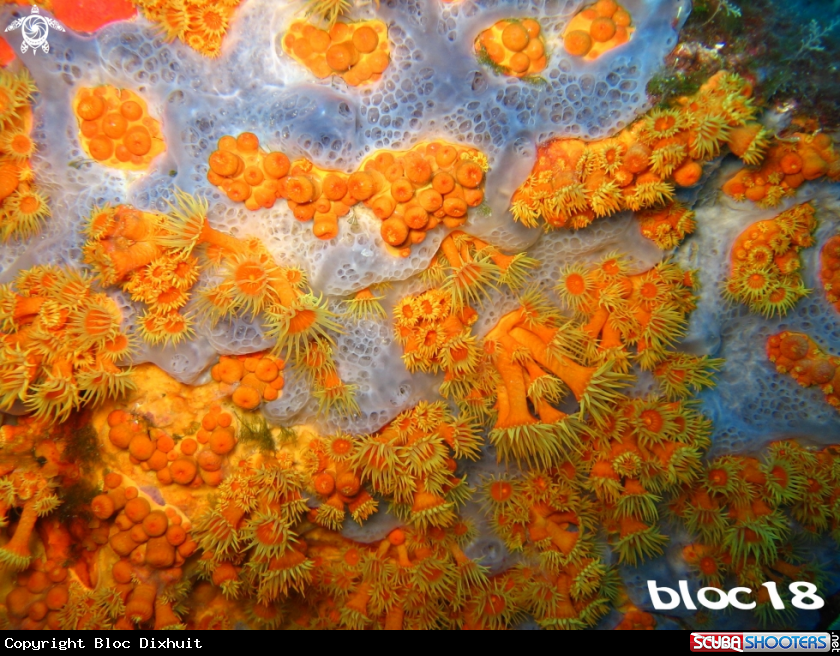 A  Yellow encrusting anemone/parazoanthus axinellae