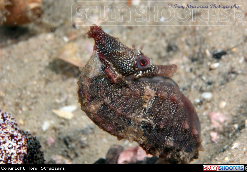 A White's seahorse