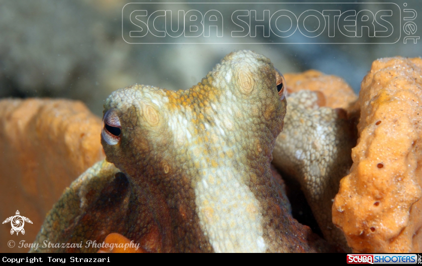 A Common octopus