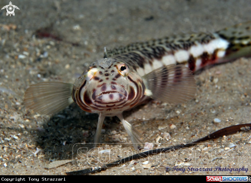 A White Streaked Grubfish